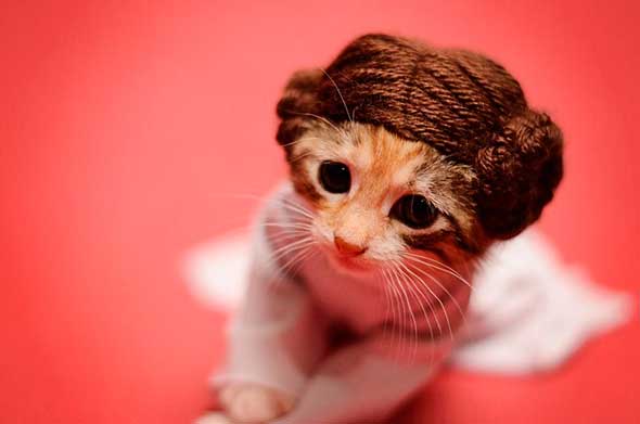 Gatita Princesa Leia