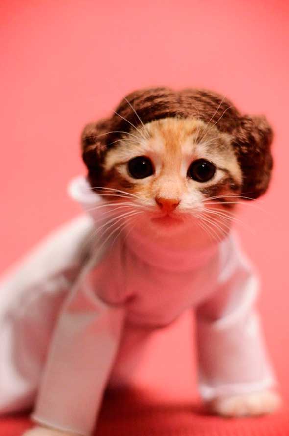 Princesa Leia gato