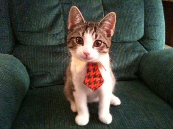 Corbatas y pajaritas para gatos y perros