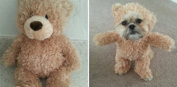 Disfraz de oso Teddy para perro